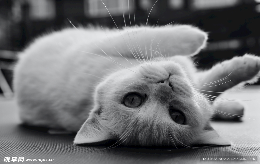 猫