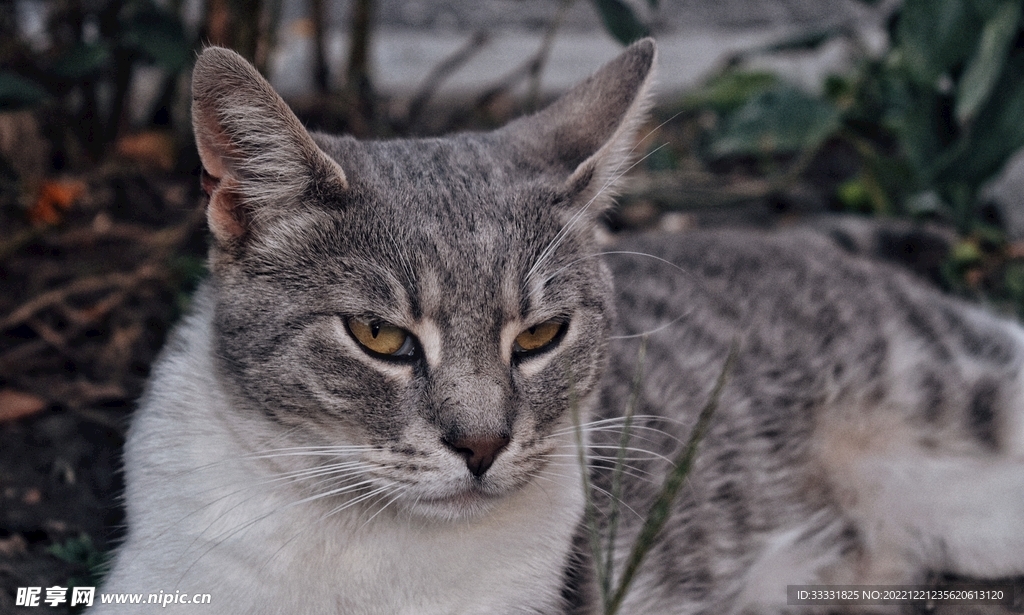 猫