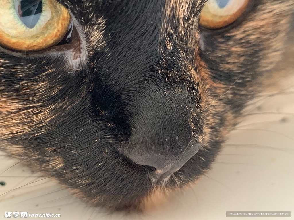 猫