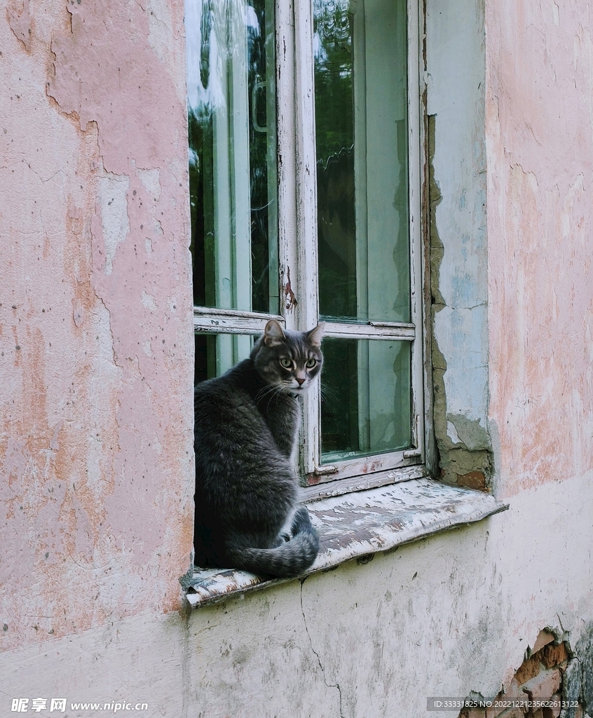 猫