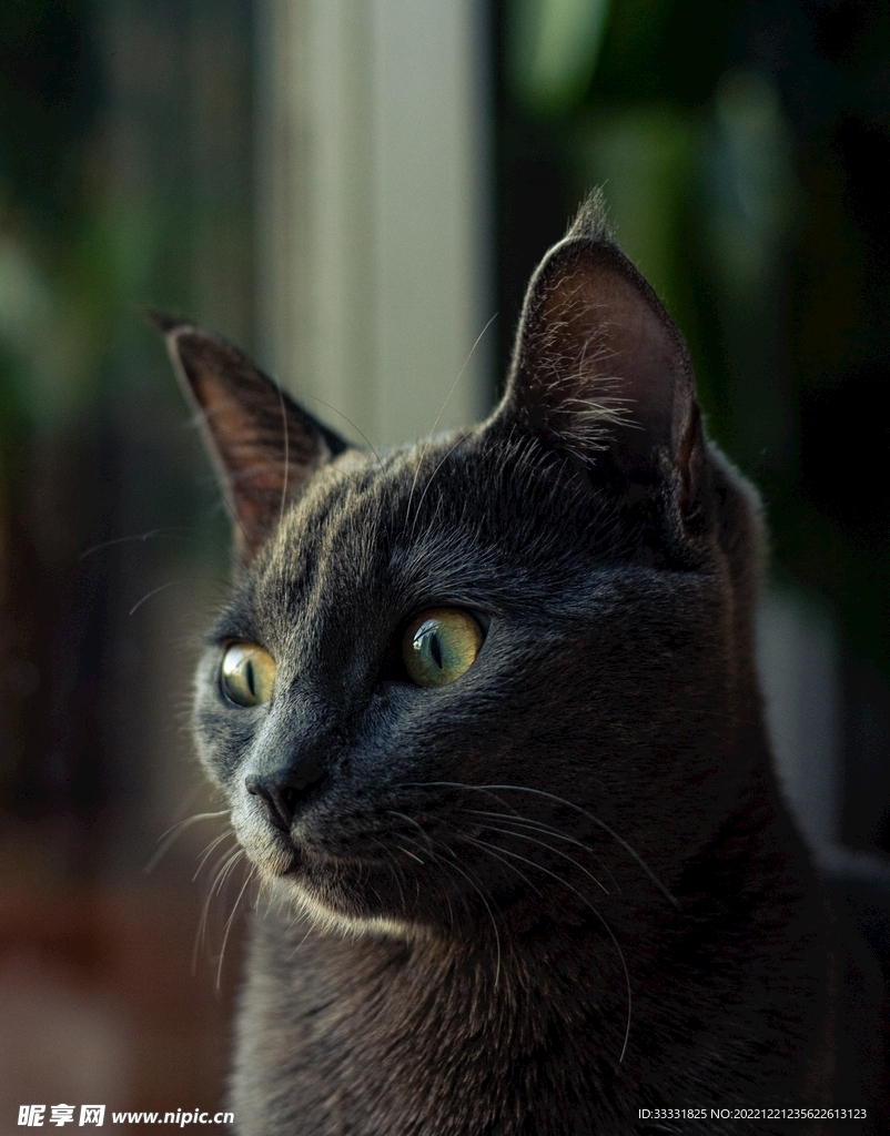 猫