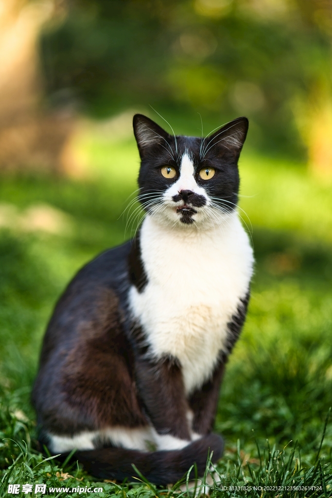 猫
