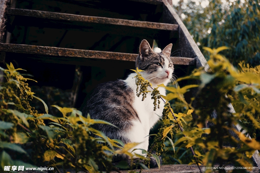 猫