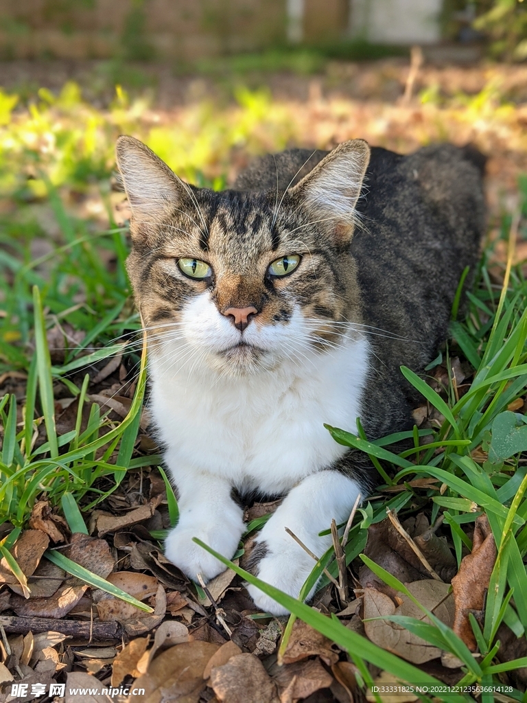 猫