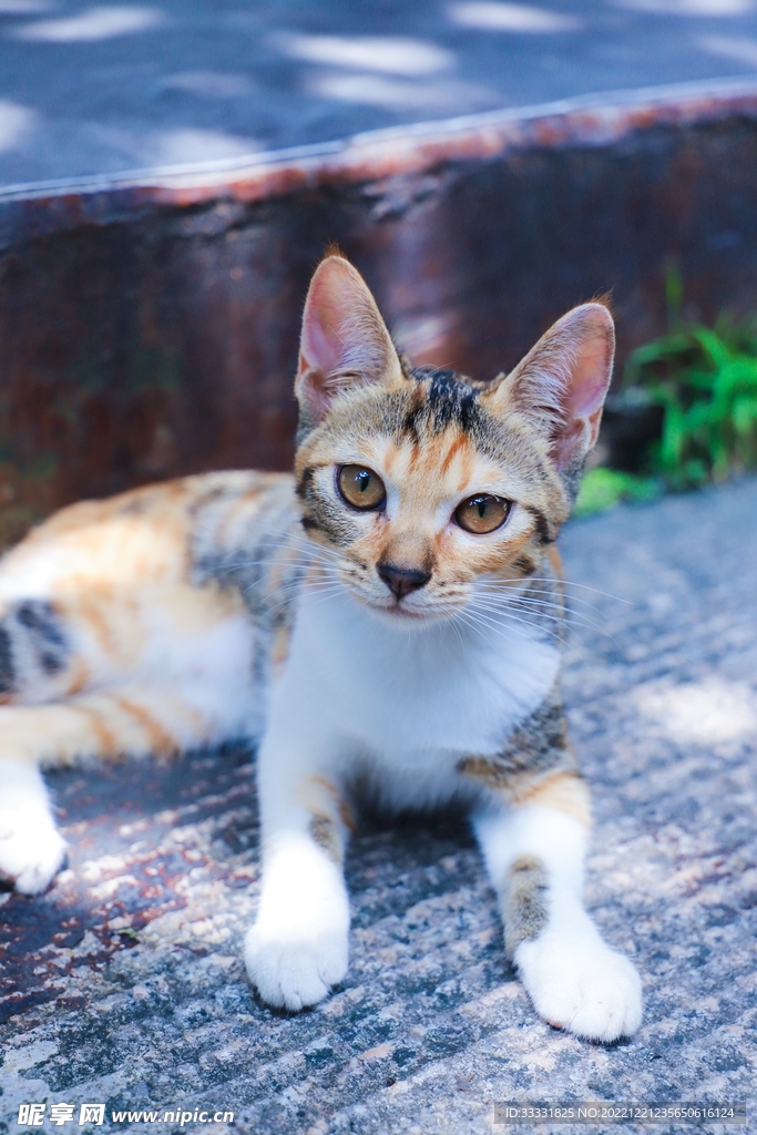 猫