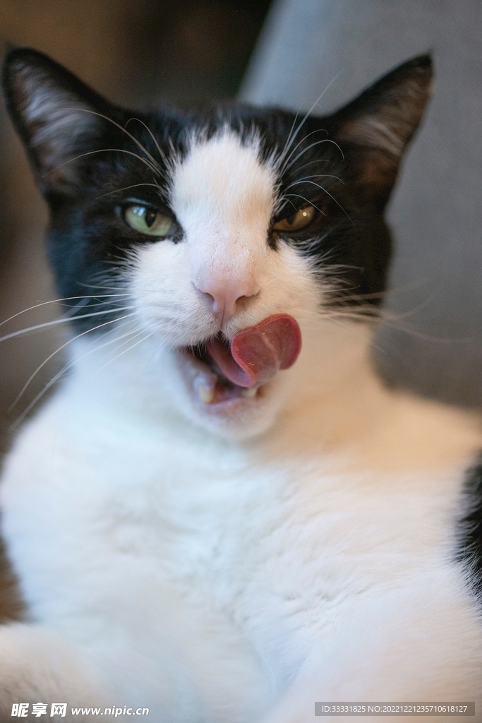 猫