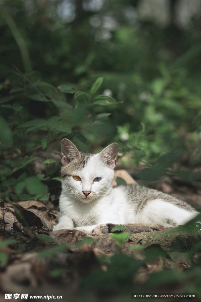 猫