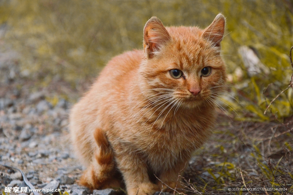 猫