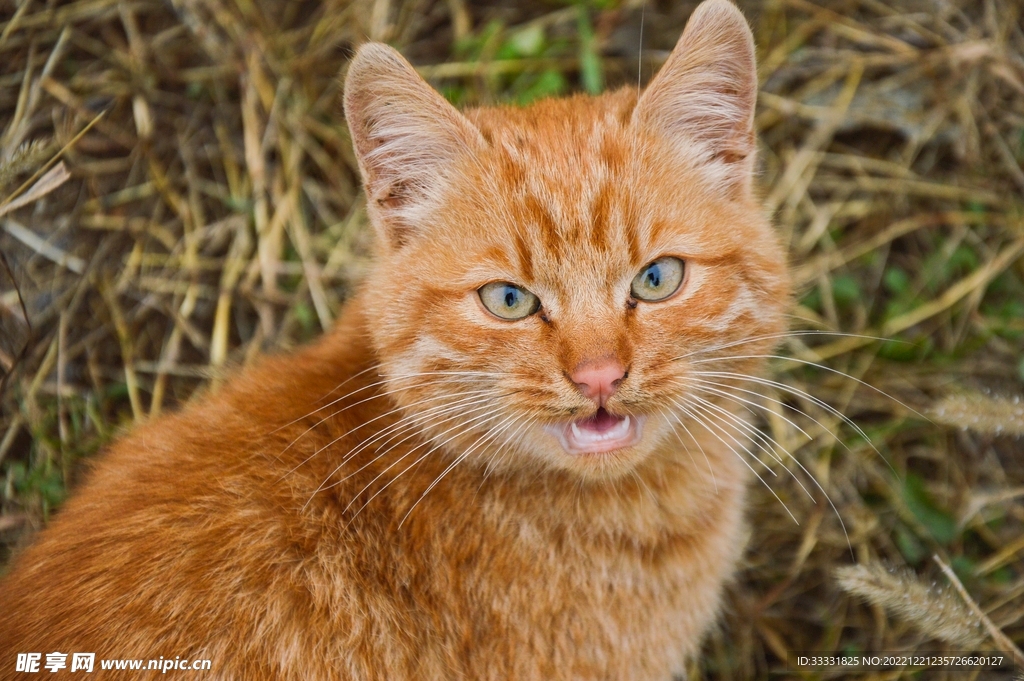 猫