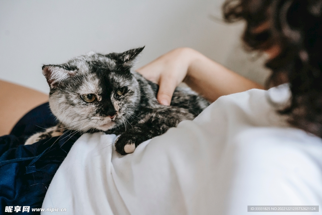 猫