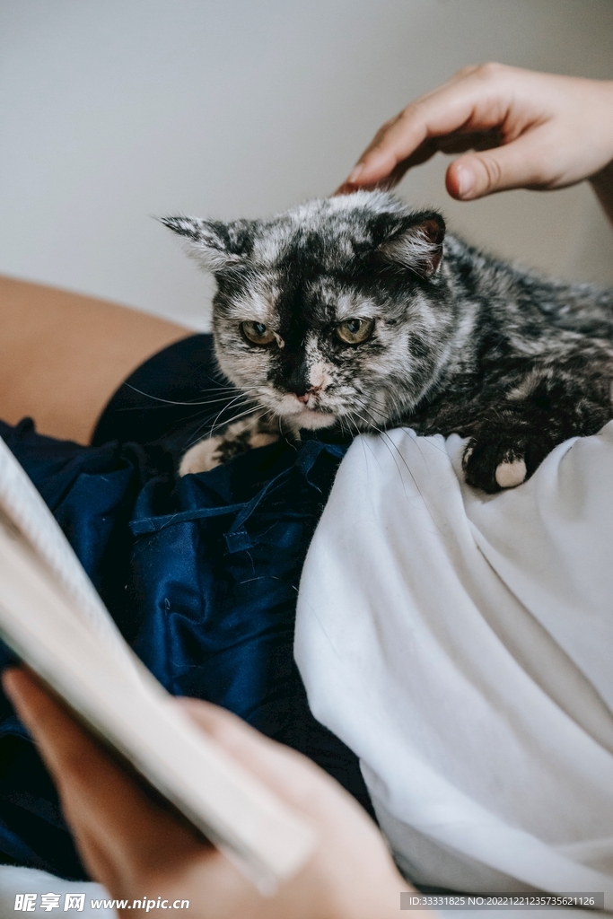 猫