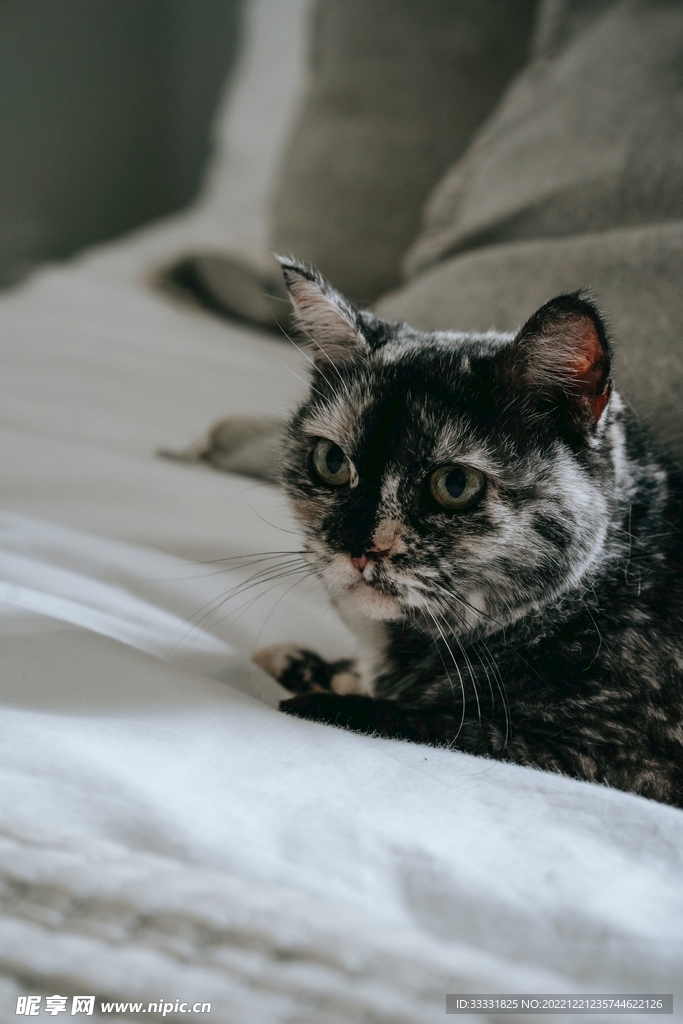 猫