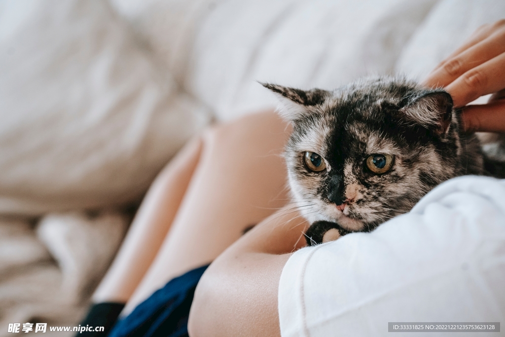 猫
