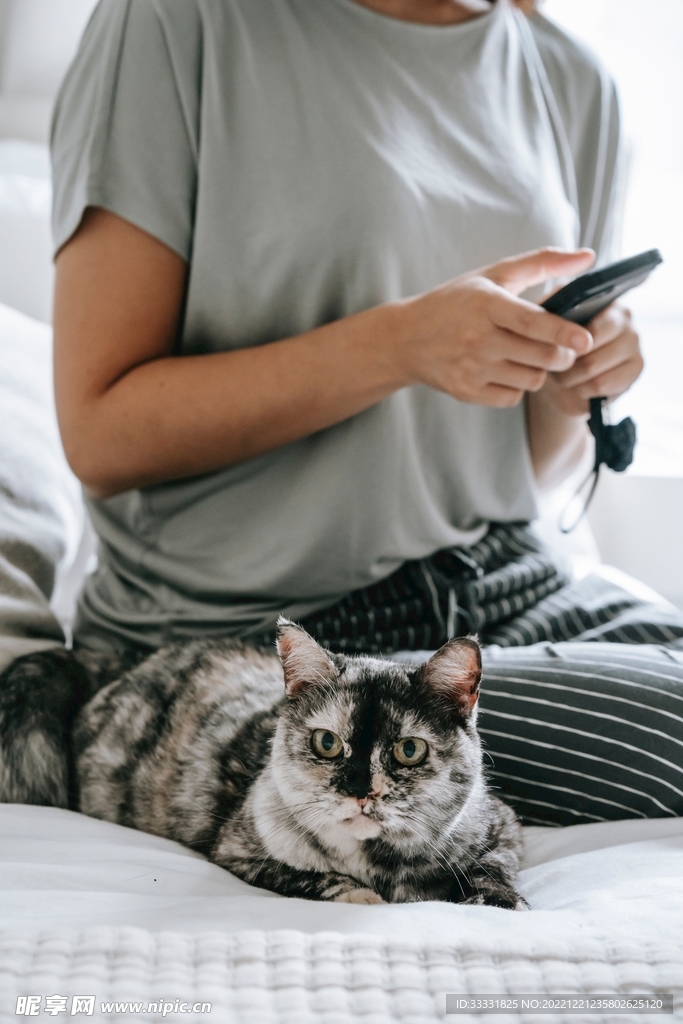 猫