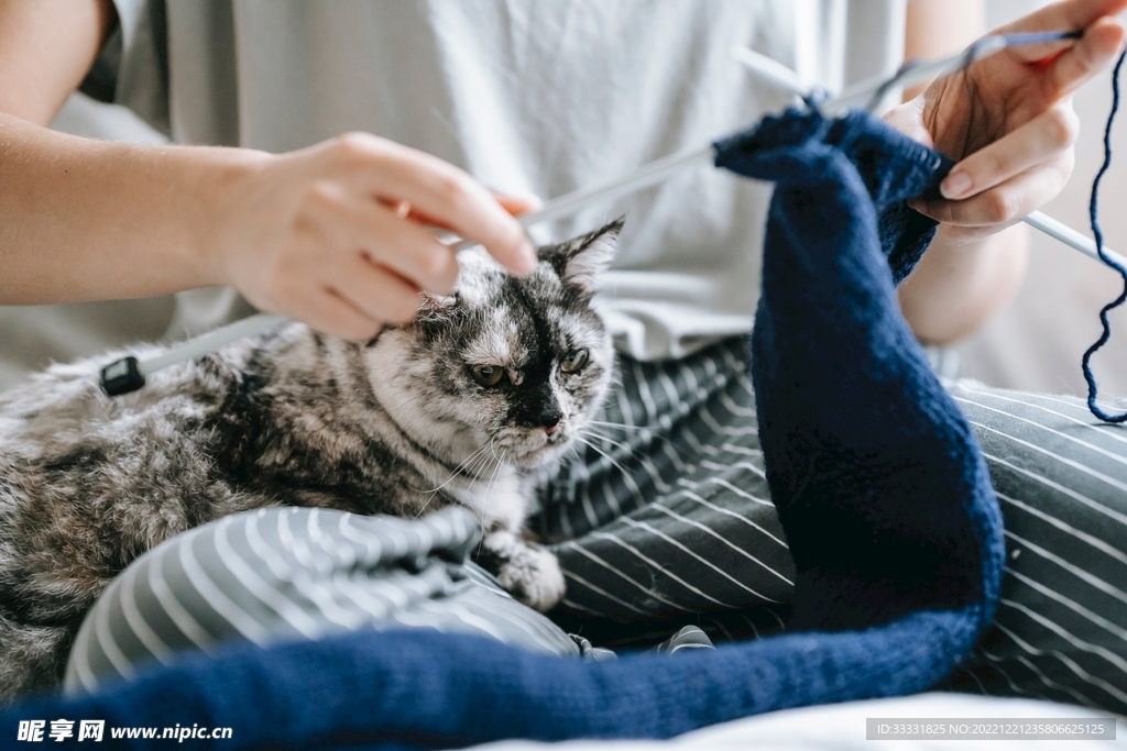 猫