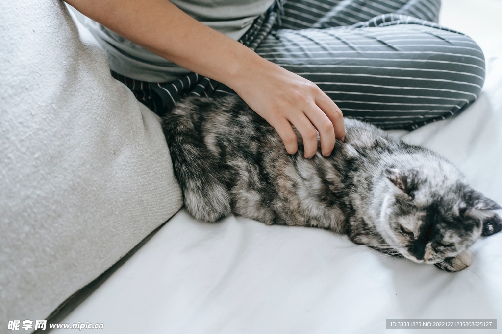猫