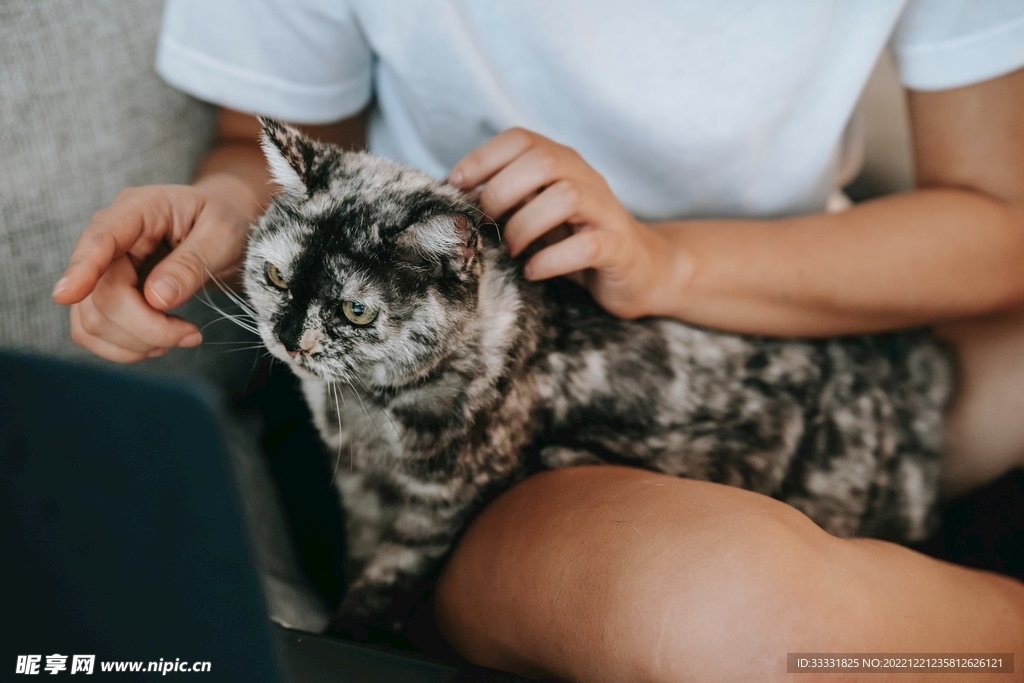 猫