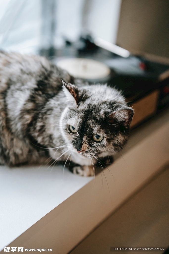 猫