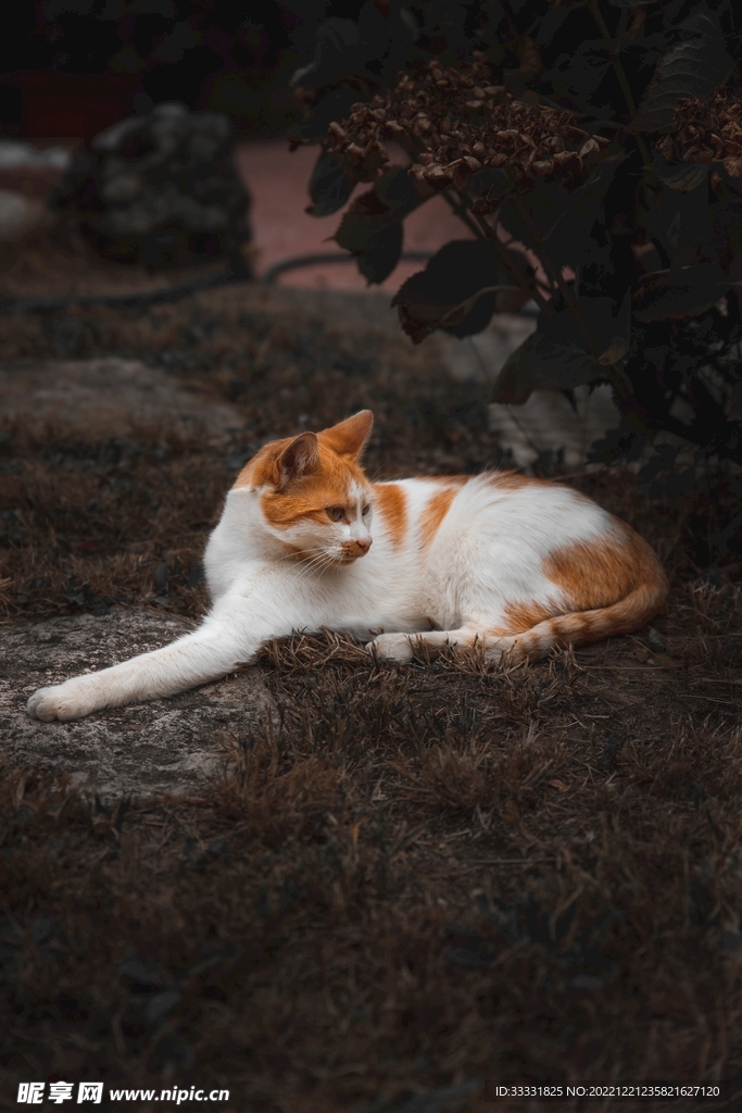 猫