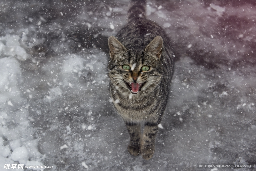 猫