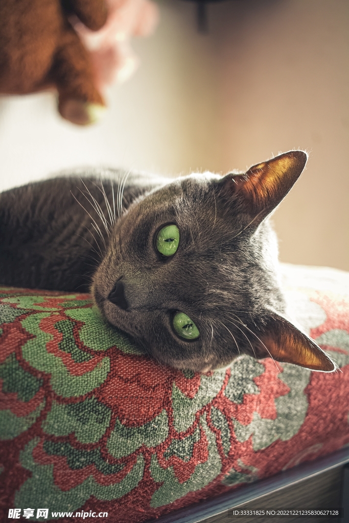 猫
