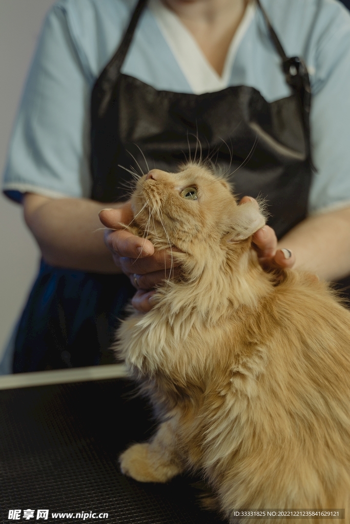 猫