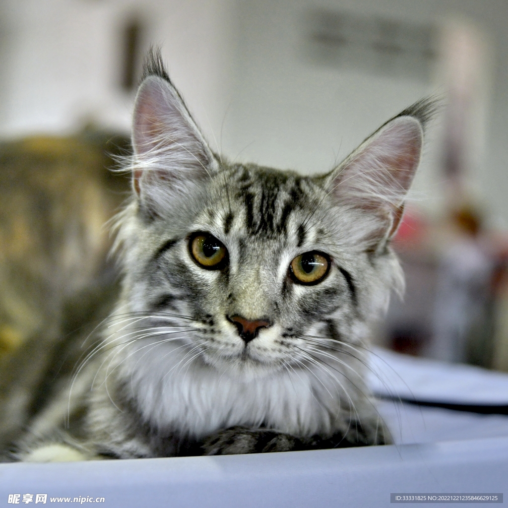 猫