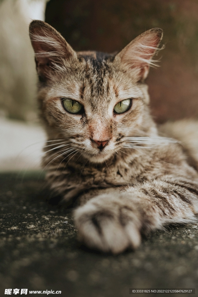 猫