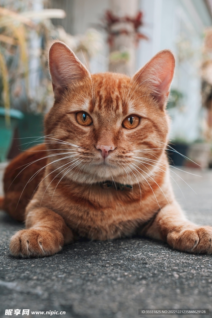 猫