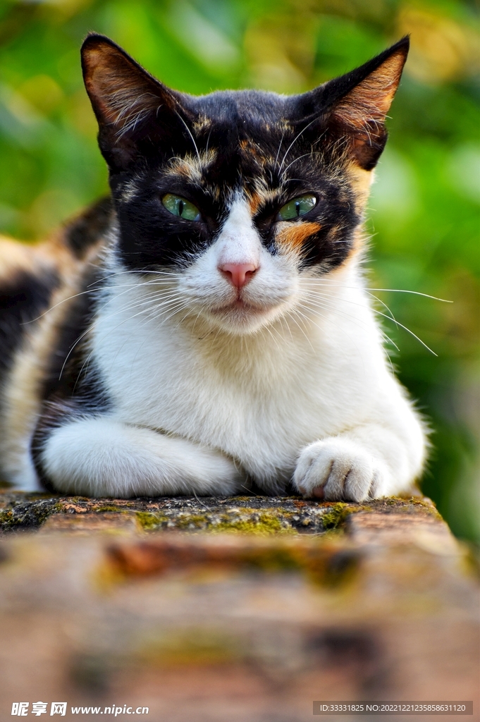 猫
