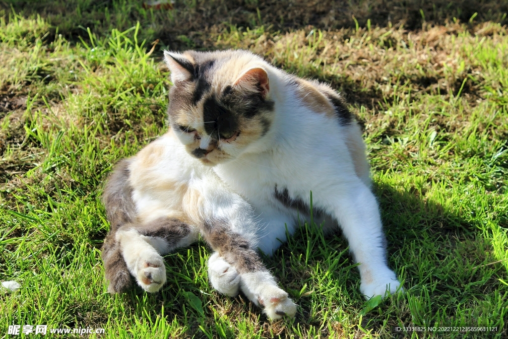 猫