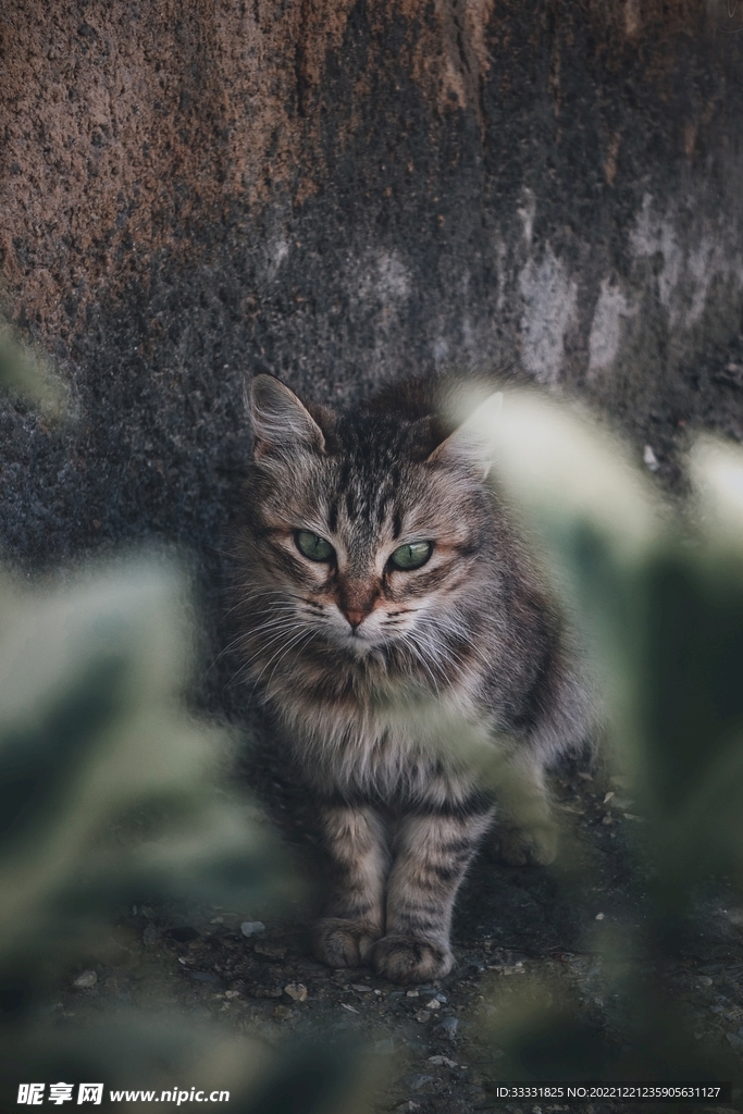 猫