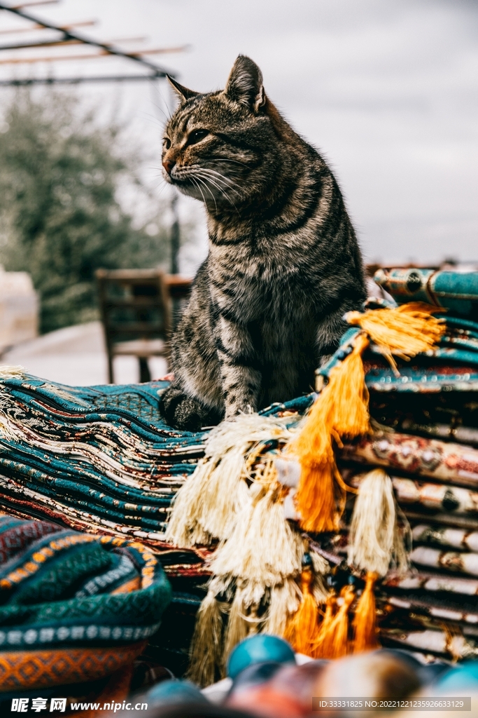猫