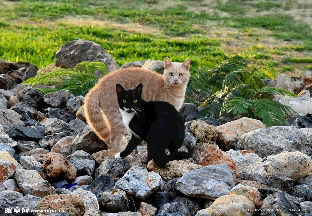 猫