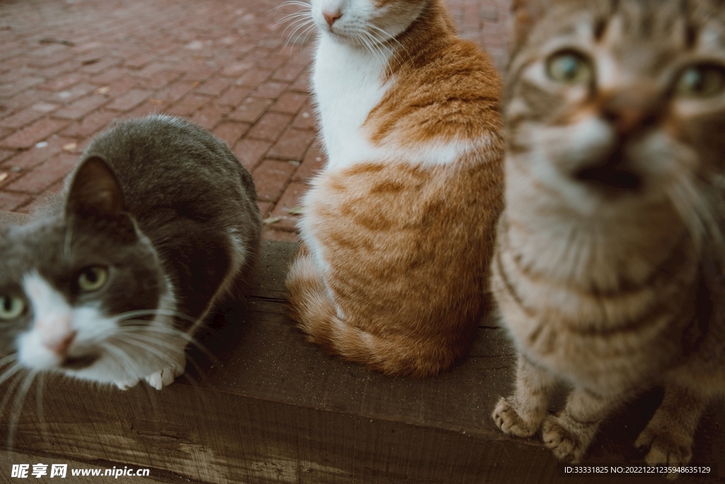 猫