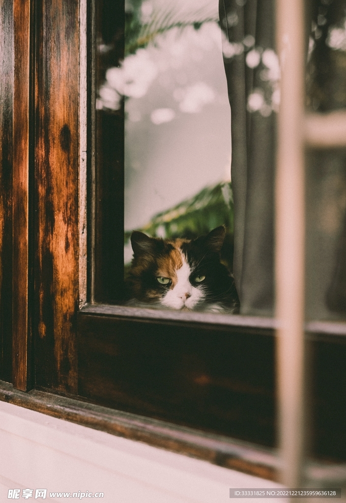 猫