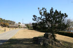 公园松树