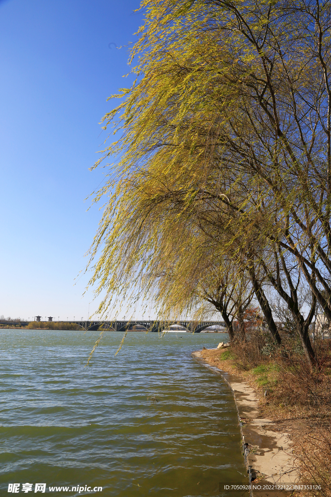 河边垂柳风光