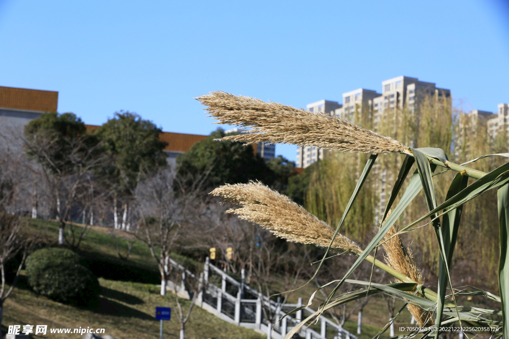 园林水岸