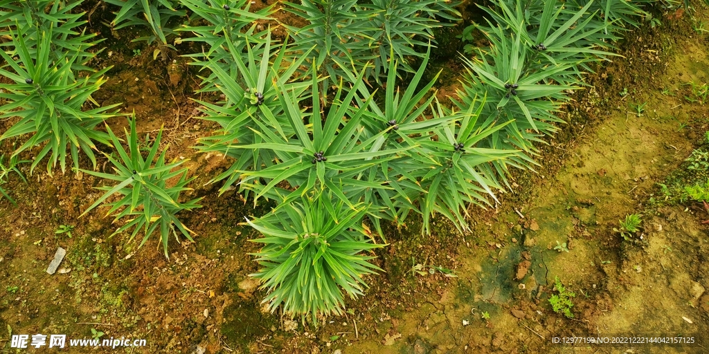 百合草本植物