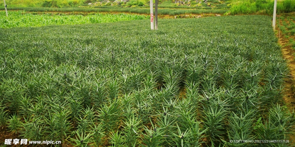 百合种植地