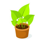 植物 
