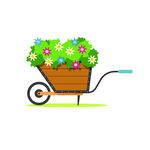 植物  