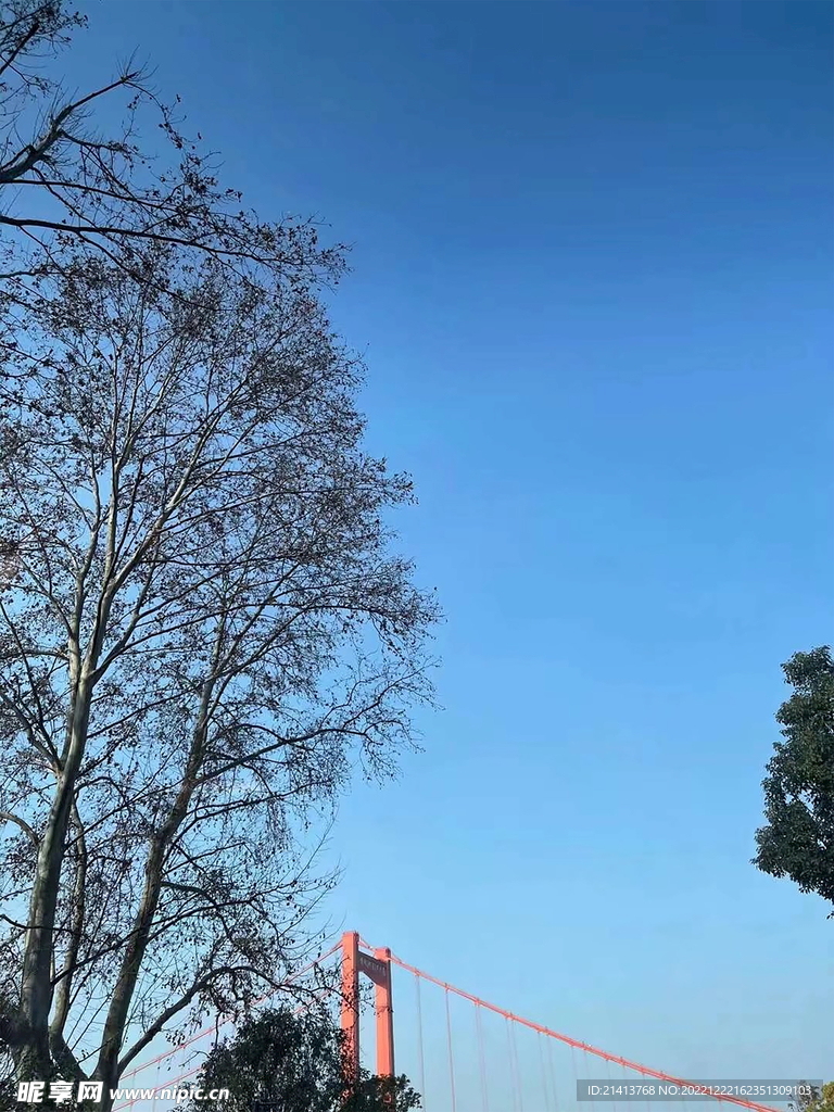 树木树影树林 