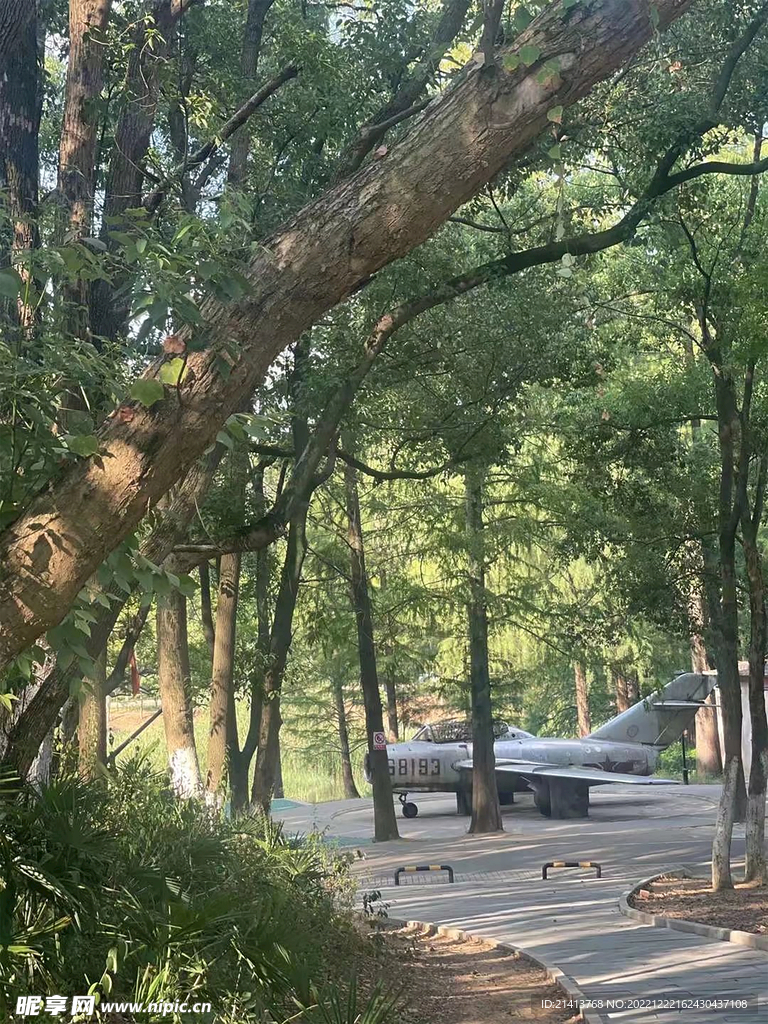 树木树影树林 