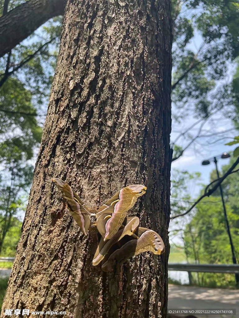 树木树影树林 