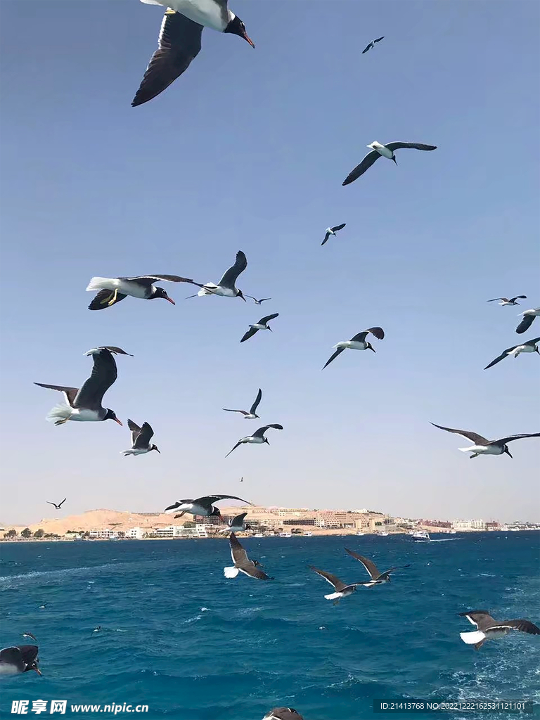 海鸥海鸟飞鸟 