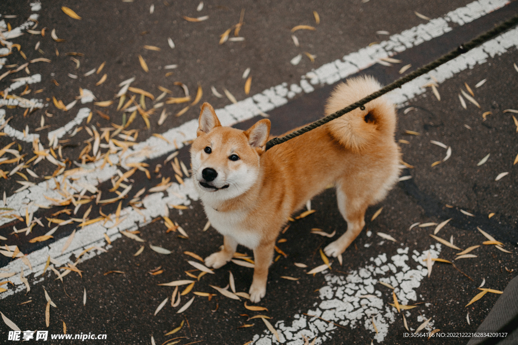 狗