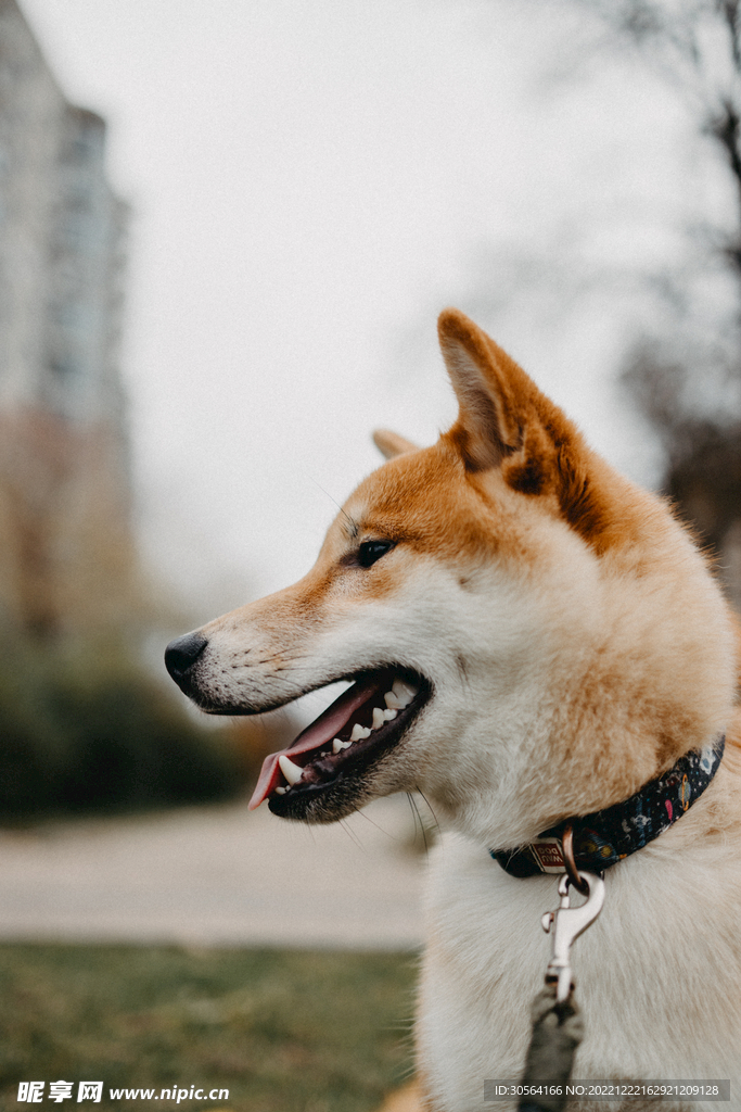 狗
