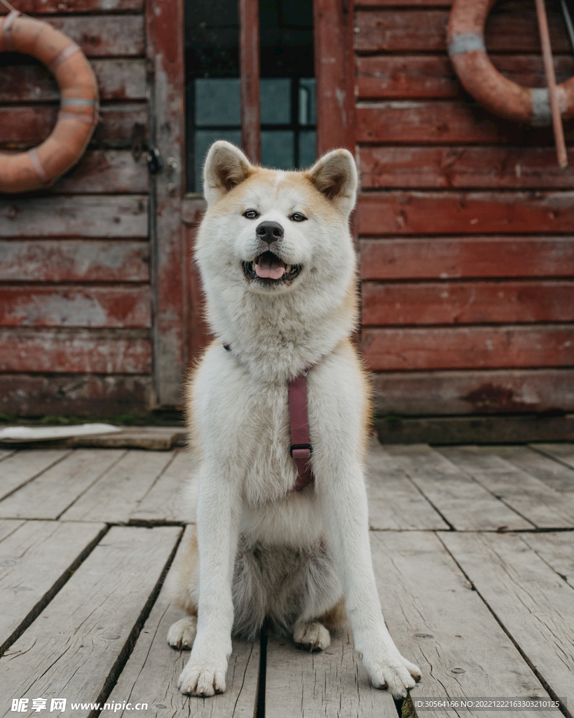 狗
